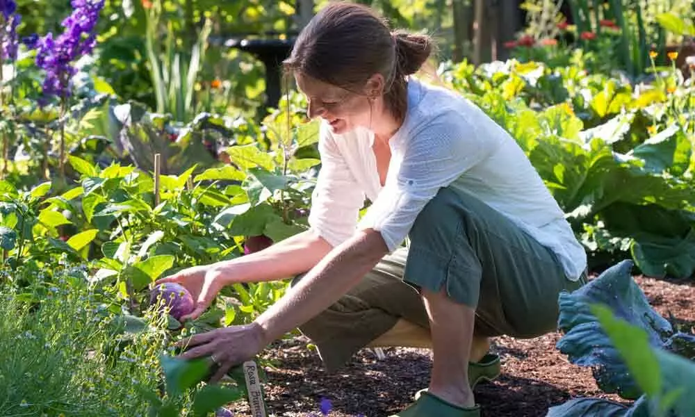 Canterbury’s Green Tips for Cleaner Air Gardens