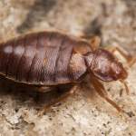 Heat vs. Chemicals: Why Denver Homeowners Are Switching to Thermal Bed Bug Treatment