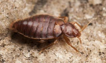 Heat vs. Chemicals: Why Denver Homeowners Are Switching to Thermal Bed Bug Treatment