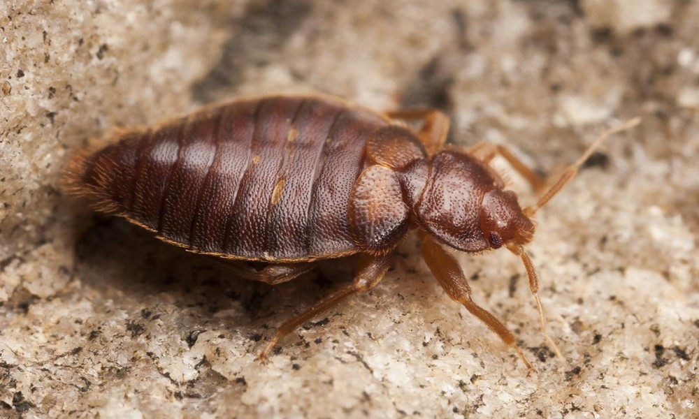 Heat vs. Chemicals: Why Denver Homeowners Are Switching to Thermal Bed Bug Treatment
