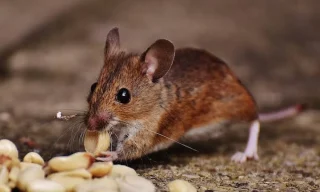 5 Health Risks Rodents Bring Into Your Home: What Kansas City Pest Control Experts Want You to Know