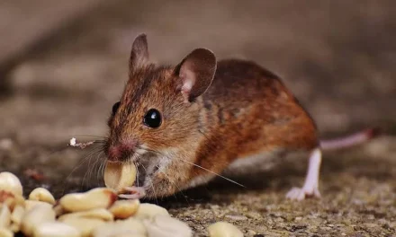 5 Health Risks Rodents Bring Into Your Home: What Kansas City Pest Control Experts Want You to Know